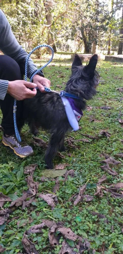 Cachorro ra a  idade 7 a 11 meses nome Batman 