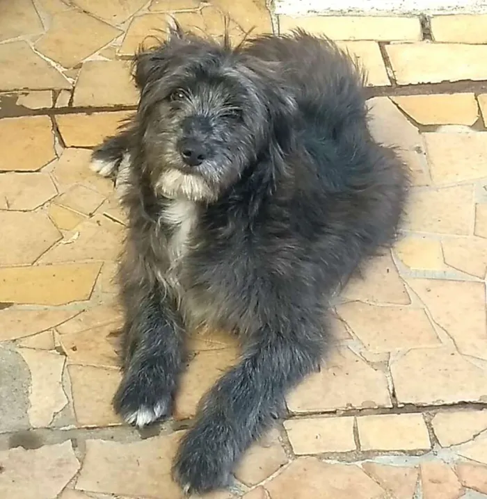 Cachorro ra a  idade 7 a 11 meses nome Blues 