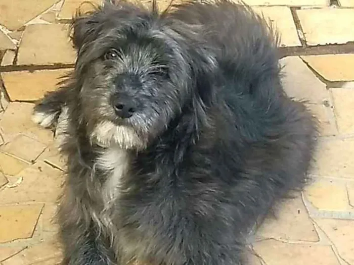 Cachorro ra a  idade 7 a 11 meses nome Blues 