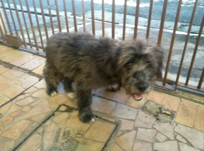 Cachorro ra a  idade 7 a 11 meses nome Blues 