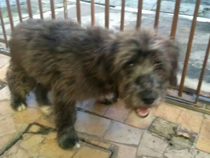 Cachorro ra a  idade 7 a 11 meses nome Blues 