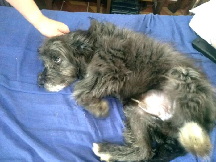 Cachorro ra a  idade 7 a 11 meses nome Blues 