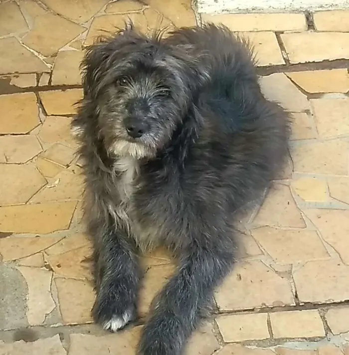 Cachorro ra a  idade 7 a 11 meses nome Blues 
