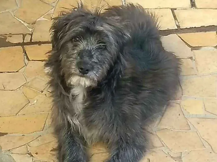 Cachorro ra a  idade 7 a 11 meses nome Blues 