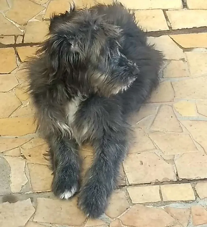 Cachorro ra a  idade 7 a 11 meses nome Blues 