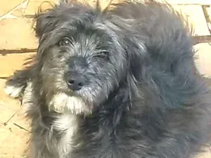 Cachorro raça  idade 7 a 11 meses nome Blues 