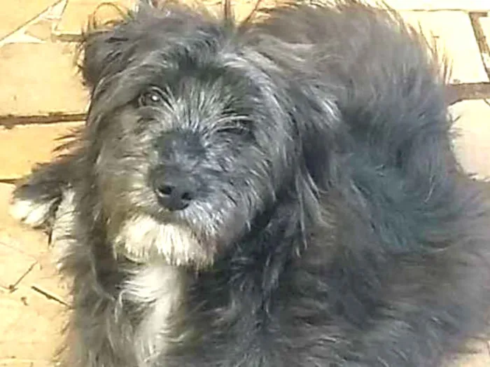 Cachorro ra a  idade 7 a 11 meses nome Blues 