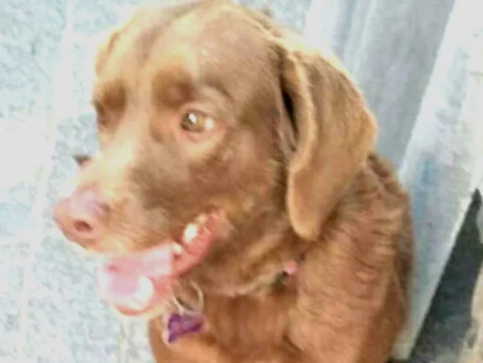 Cachorro ra a  idade 2 anos nome Pina 