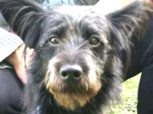 Cachorro raça  idade 7 a 11 meses nome Batman 