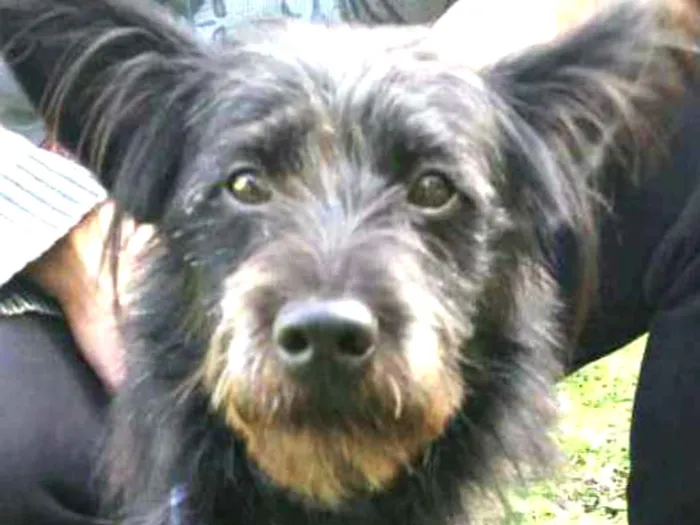 Cachorro ra a  idade 7 a 11 meses nome Batman 