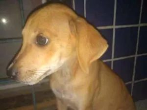 Cachorro raça Vira-lata idade 2 a 6 meses nome Odete