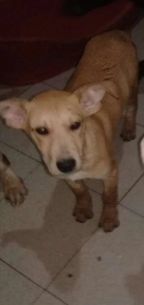Cachorro raça SRD idade 2 a 6 meses nome Katrina