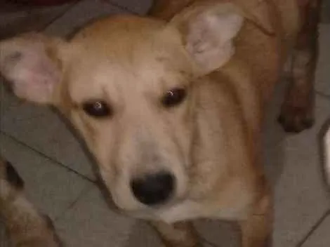 Cachorro raça SRD idade 2 a 6 meses nome Katrina