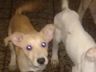 Cachorro raça SRD idade 2 a 6 meses nome Katrina