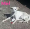 Mel