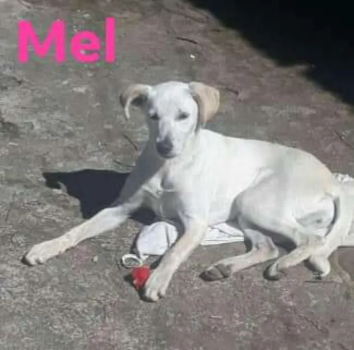 Cachorro ra a SRD idade 7 a 11 meses nome Mel