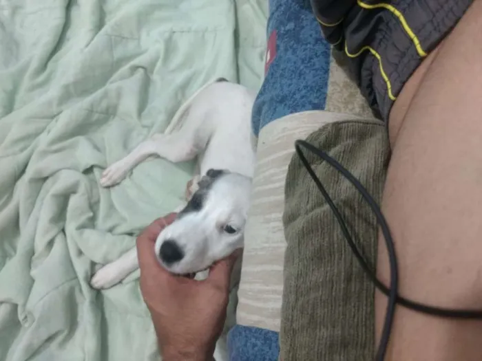 Cachorro raça SRD idade 2 a 6 meses nome Branquinha