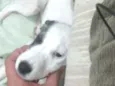 Branquinha