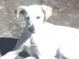 Mel