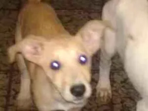 Cachorro raça SRD idade 2 a 6 meses nome Katrina
