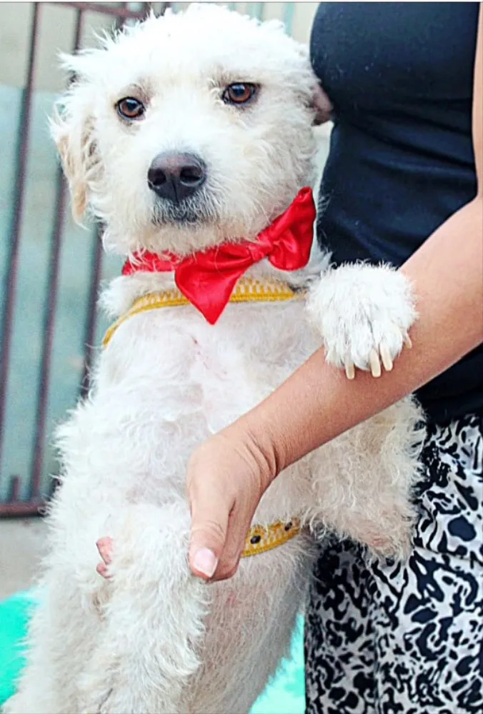 Cachorro ra a Mestiço  idade 3 anos nome Beleza 