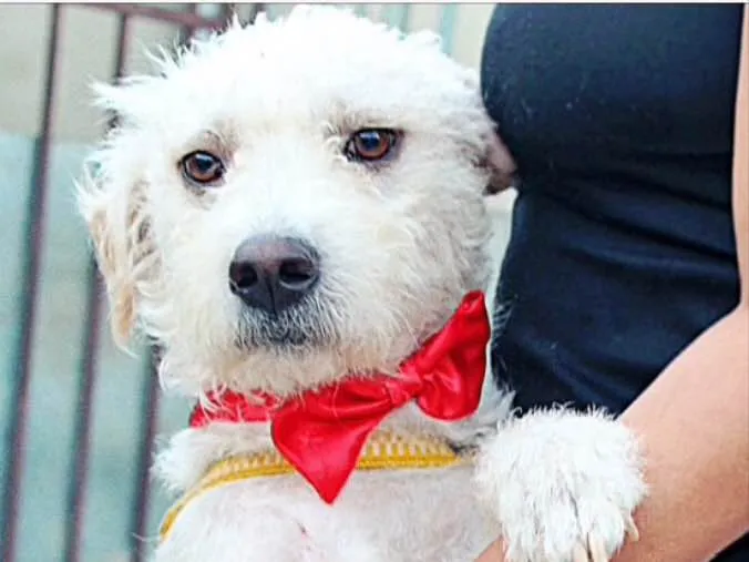 Cachorro ra a Mestiço  idade 3 anos nome Beleza 