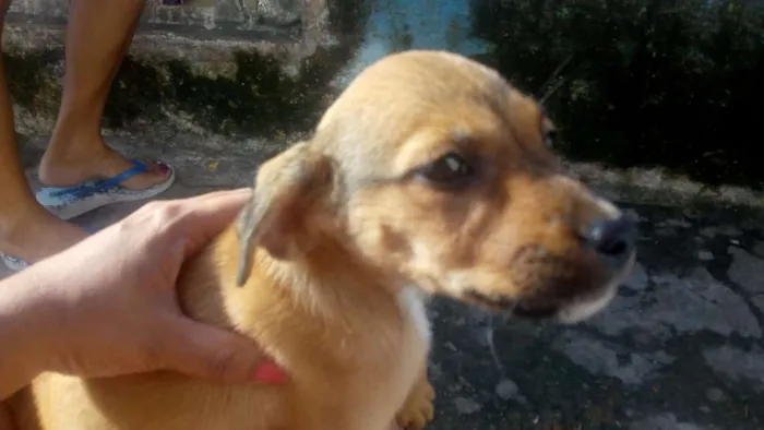 Cachorro ra a Viralata idade Abaixo de 2 meses nome Keila