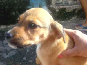 Cachorro raça Viralata idade Abaixo de 2 meses nome Keila