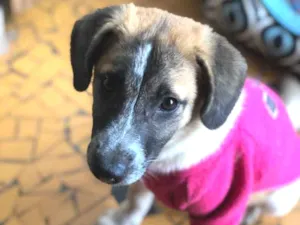 Cachorro raça Srd idade  nome Mayumi