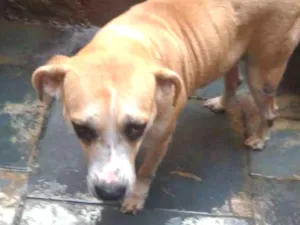 Cachorro raça SRD idade 5 anos nome Aretha