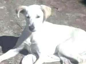 Cachorro raça SRD idade 7 a 11 meses nome Mel