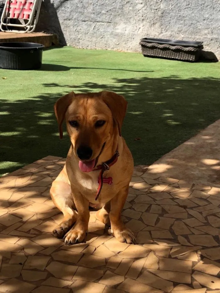 Cachorro ra a Srd idade  nome Duda