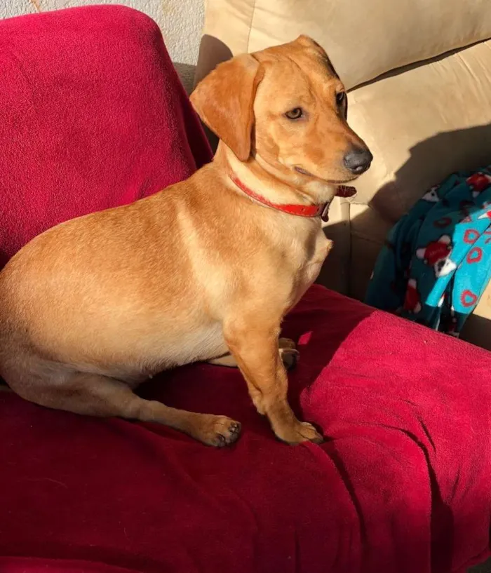 Cachorro ra a Srd idade  nome Duda