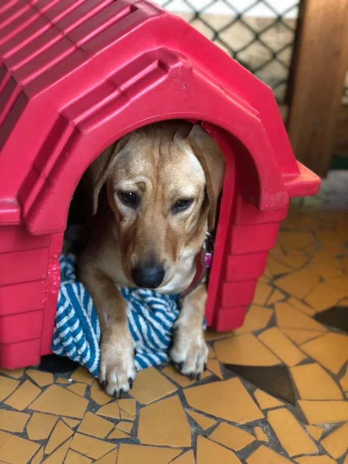 Cachorro ra a Srd idade  nome Duda