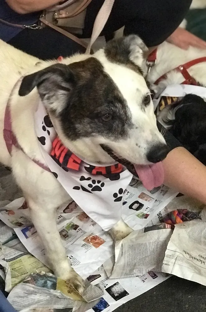 Cachorro ra a Srd idade  nome Diana