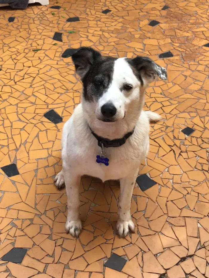 Cachorro ra a Srd idade  nome Diana