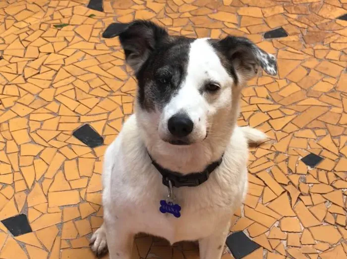 Cachorro ra a Srd idade  nome Diana