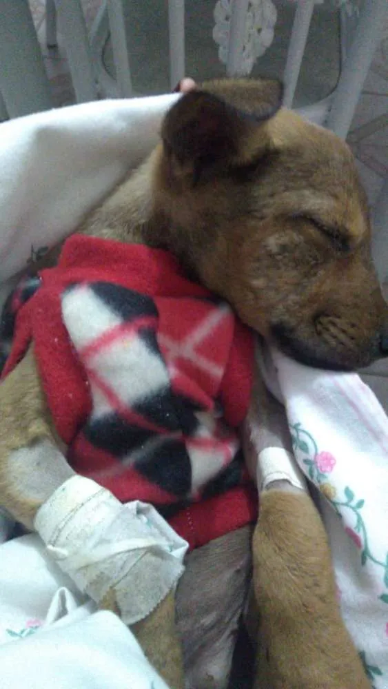 Cachorro raça S/ Raça idade Abaixo de 2 meses nome Zada