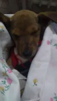 Zada
