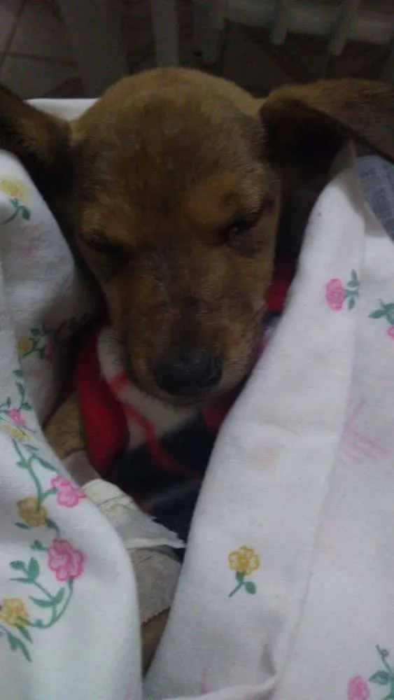 Cachorro raça S/ Raça idade Abaixo de 2 meses nome Zada