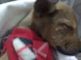 Zada