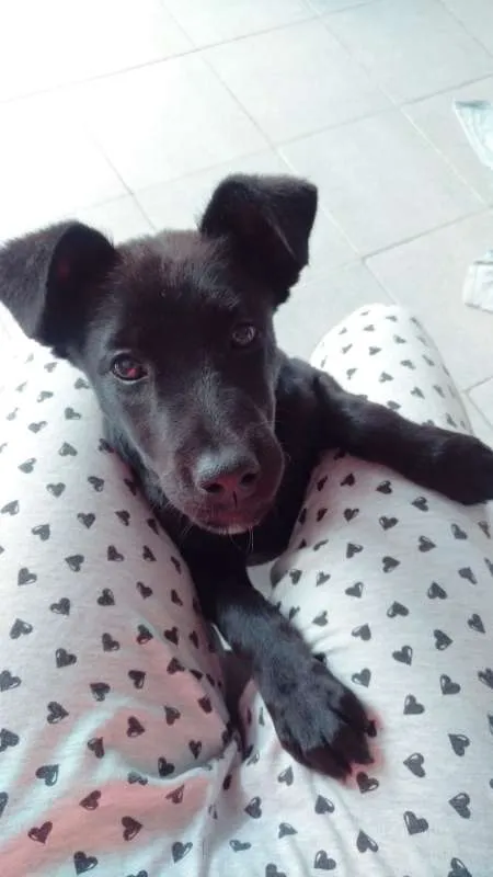 Cachorro ra a Vira lata idade 2 a 6 meses nome Pipoca