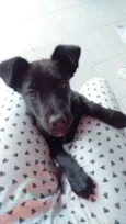 Pipoca