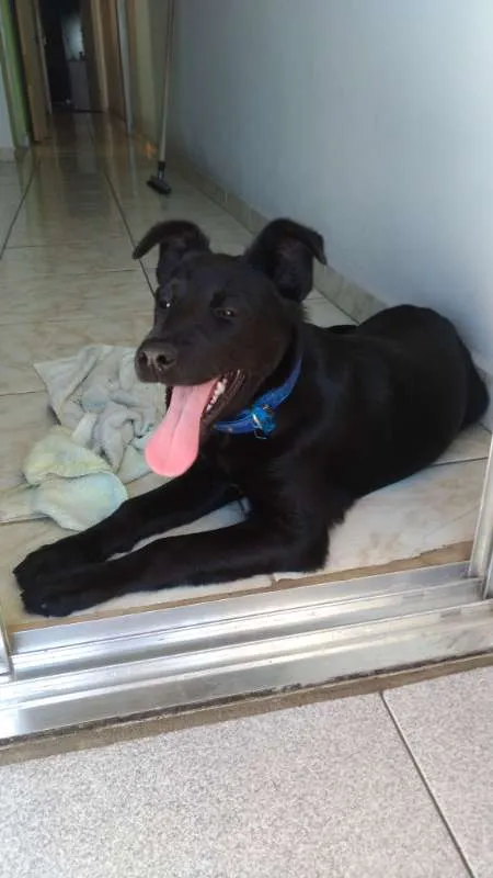 Cachorro ra a Vira lata idade 2 a 6 meses nome Pipoca