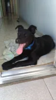Pipoca