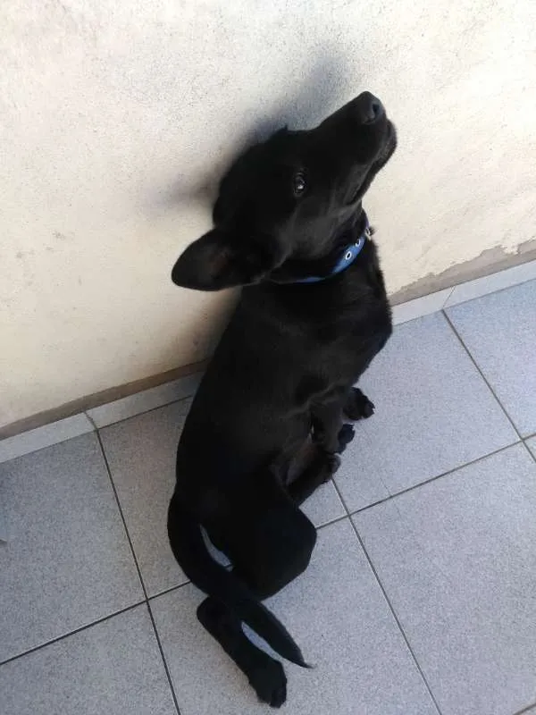 Cachorro ra a Vira lata idade 2 a 6 meses nome Pipoca
