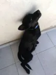 Pipoca