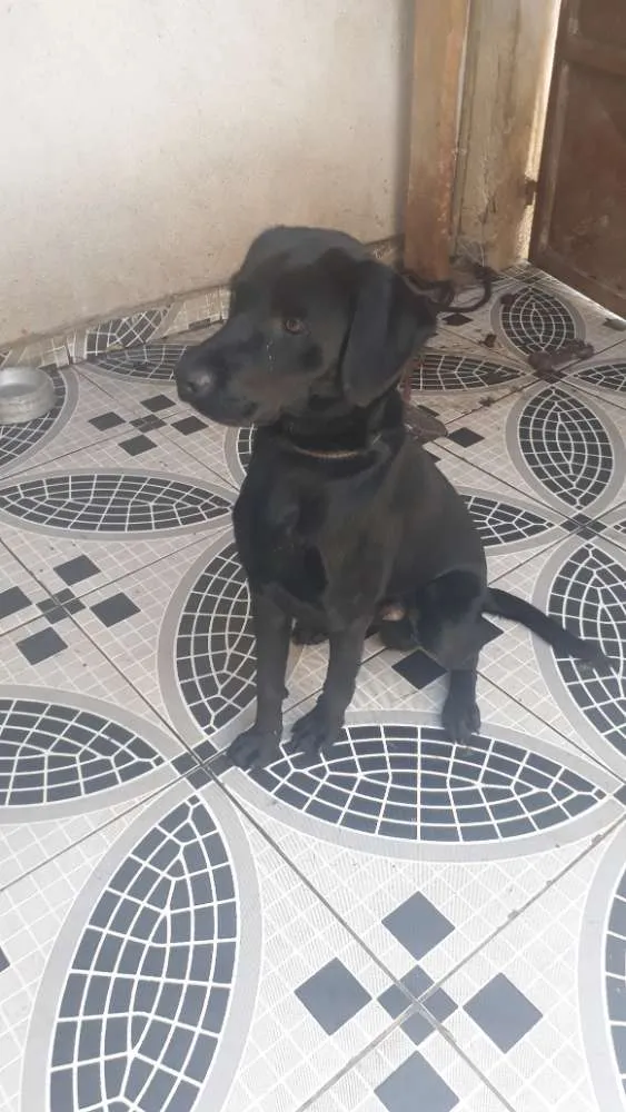 Cachorro ra a Labrador idade 1 ano nome Max
