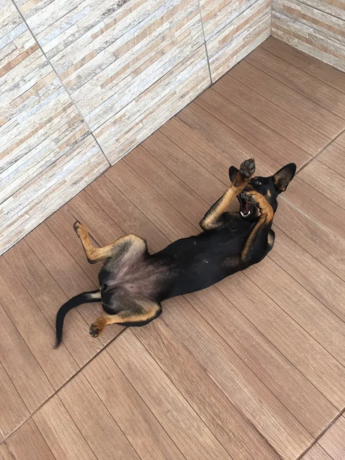 Cachorro ra a Vira-lata idade 2 anos nome Sem nome