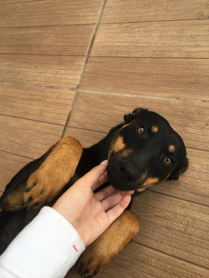 Cachorro ra a Vira-lata idade 2 anos nome Sem nome